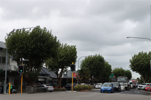 Notified Resource Consent Notable Plane Trees on Oxford Street Levin thumbnail image.