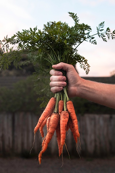 GWS-Carrots.jpg
