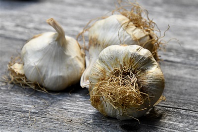 GWS-Garlic.jpg