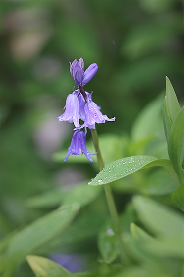 Fresh-terry-oliver-ward-Blue-bells.jpg