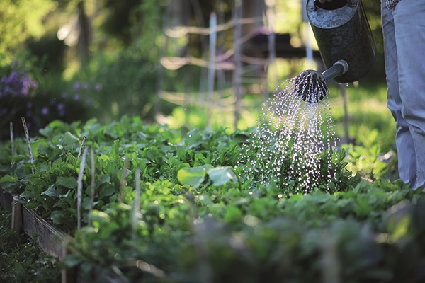 Gardening with Simon - Summer - watering can.