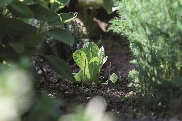 Gardening with Simon - Summer - Lettuce.