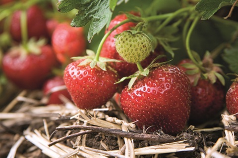 Gardening with Simon - Summer - Strawberries 1.jpg