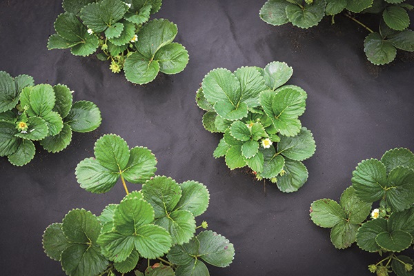 Gardening with Simon - Summer - Strawberries.