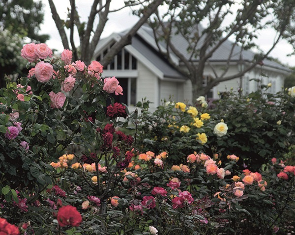Lvin Rose Gardens.