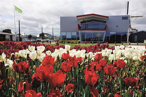 Te Awahous Tantalising Tulips.