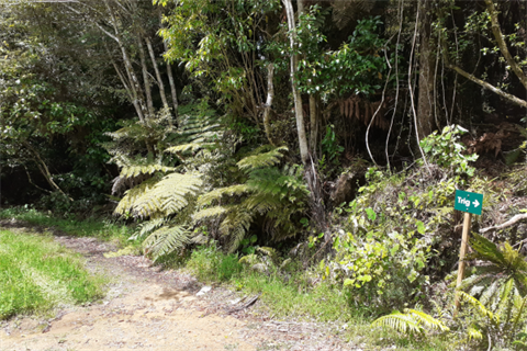 Trig Road Walkway thumbnail image for news item.