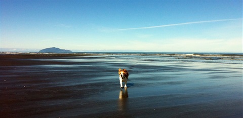 Waikawa-Dog-on-Beach