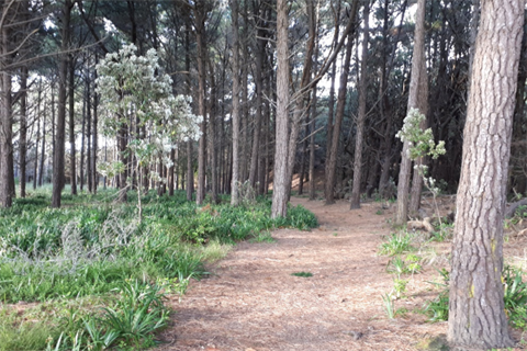 3 Cousins Ave Reserves Trails - Walking or biking trail through trees.