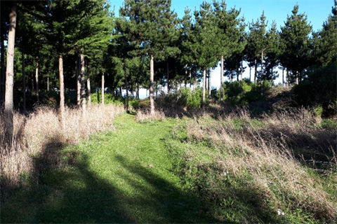Ferry Reserve Track - grassy path through pine trees.