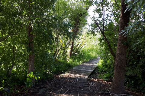 Te Awahou Board Walk - Walking path through the bush. 