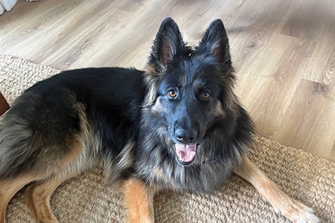 Dog registrations - Deka