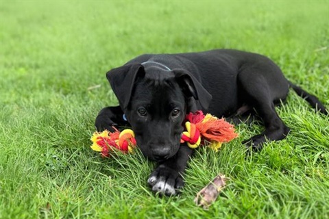 Dog renewal registrations 2026.jpg