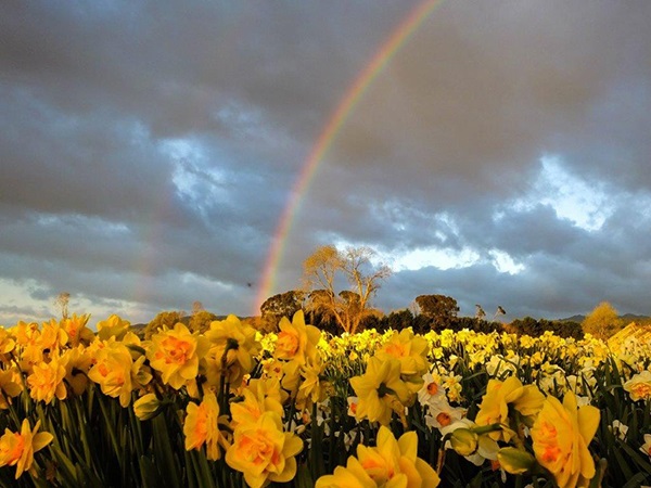 Daffodil-Growers-Standing-Tall-Daffodils-in-a-field-with-a-Rainbow.jpg