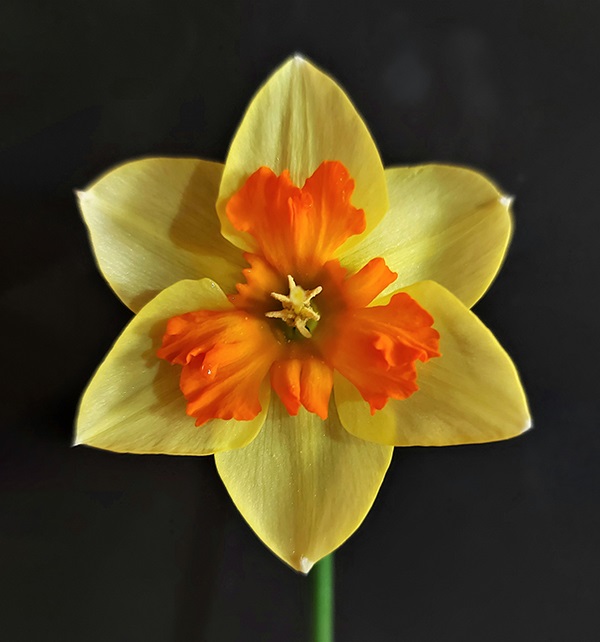 Daffodil-Growers-Standing-Tall-Menehey-OP-Seedling.jpg