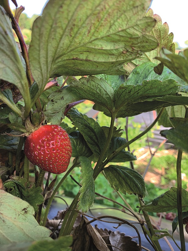 Gardening with Simon - Summer - Strawberries.