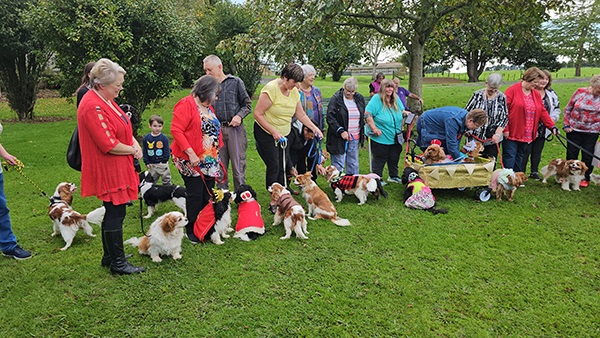 Doggone it - parade of Cavalier King Charles spaniels.