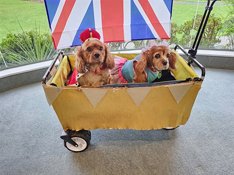 Doggone it - What a Great Way to Celebrate a Coronation.