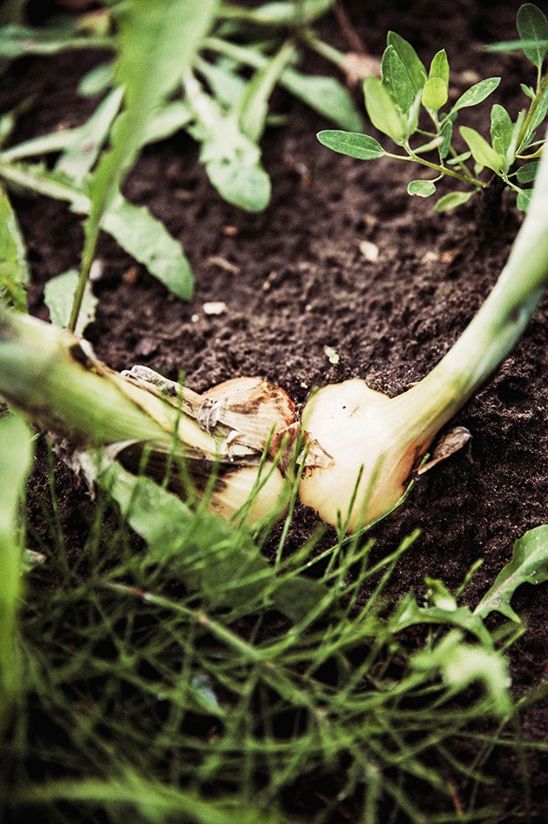 Gardening with Simon Simple Composting.