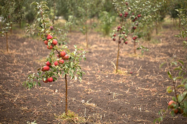 Gardening with Simon Simple Composting - Apple Tree.