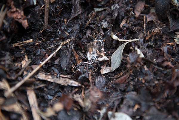 Gardening with Simon Simple Composting - Soil.