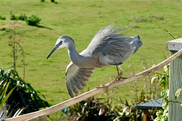 1-Miraz-Jordan-White-faced-heron.jpeg