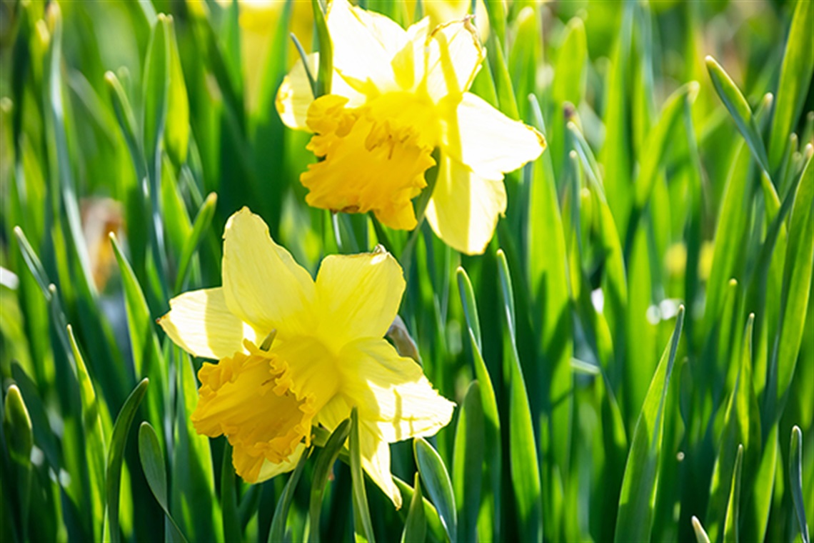 Gardening with Simon - Spring - daffodils.