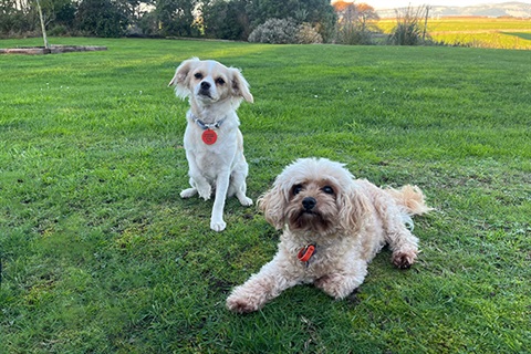 Two dogs with Red rego Tags.